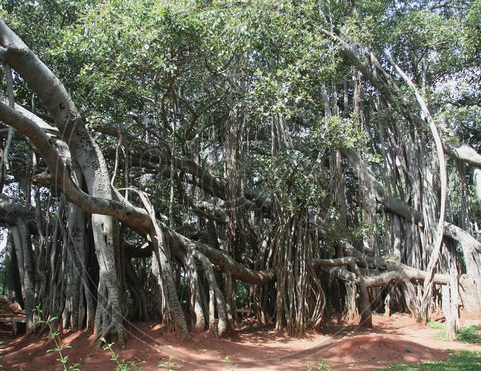 Big Bunyan Tree