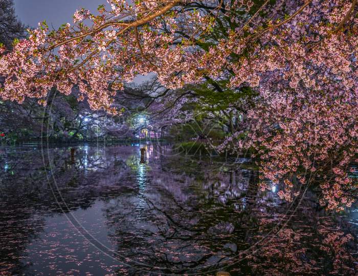 Cherry Blossoms Of Inokashira Park
