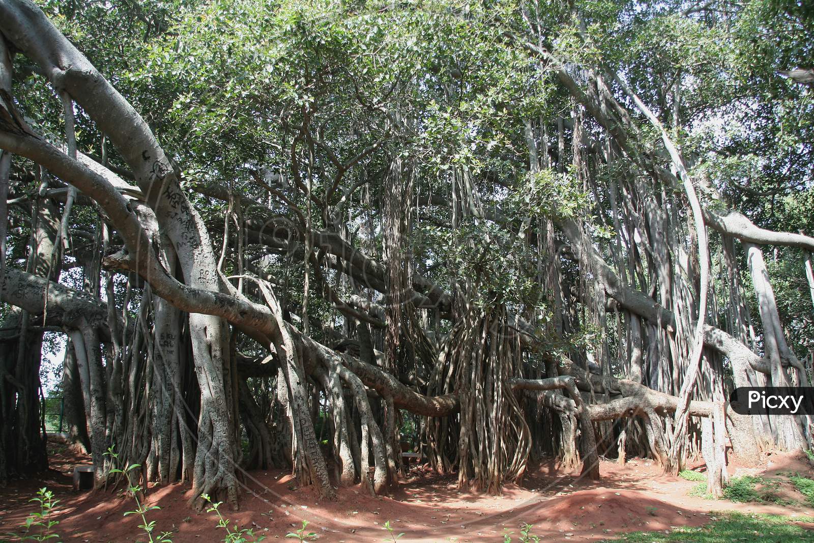 Big Bunyan Tree