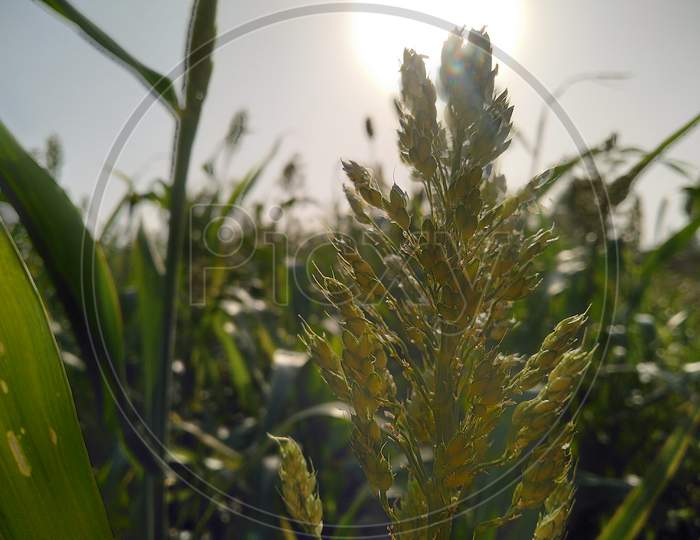 Click this photo when the sorghum crop was standing in the field