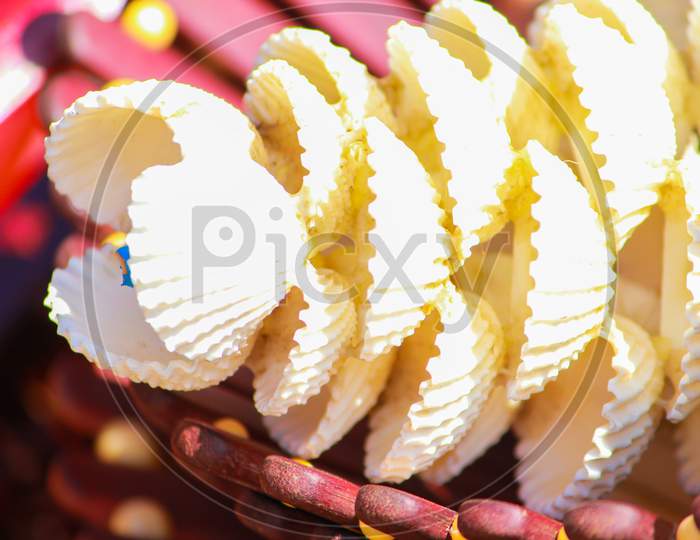 White color round shaped striped seashell  selling on the street of Chattogram, Bangladesh