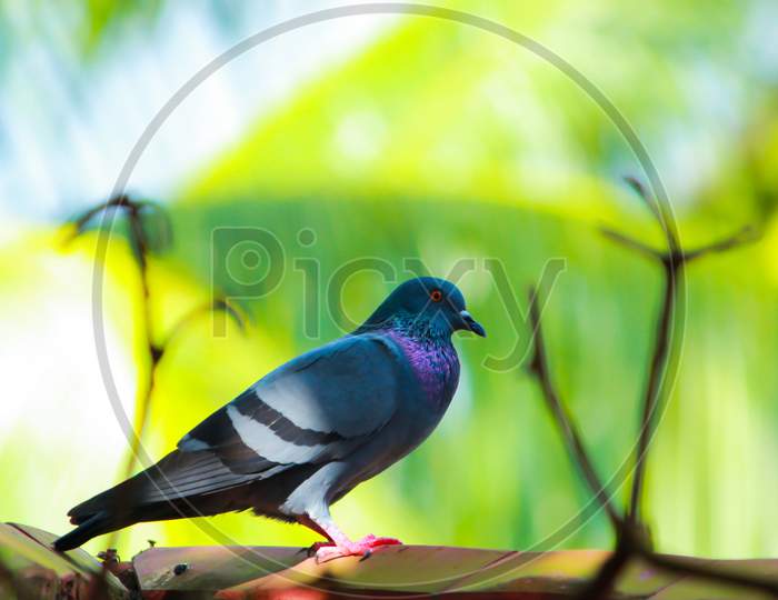 Beautiful Multi colored Indian pigeon standing on wall peacefully in Dhaka, Bangladesh.