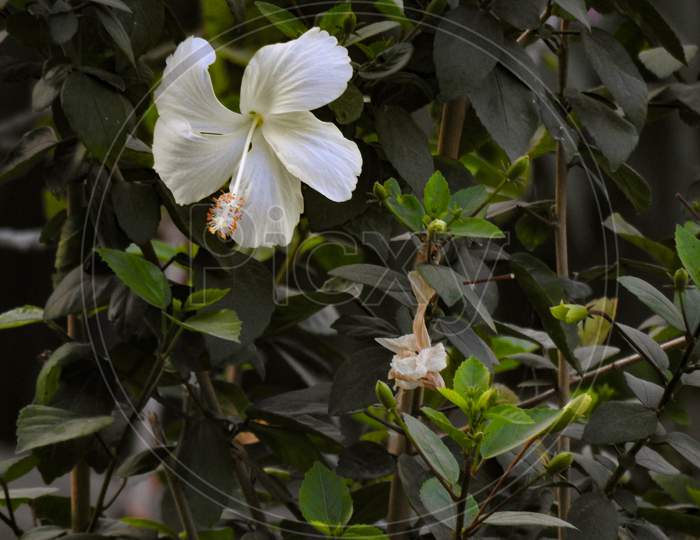 Beautiful White Color Hibiscus Flower In A Plant With Green Leaves Background