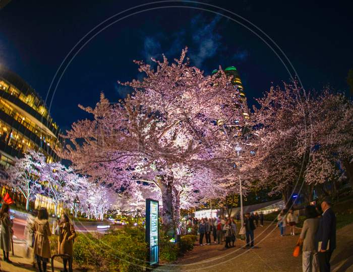 Cherry Blossoms Of Tokyo Midtown Hinokicho Park