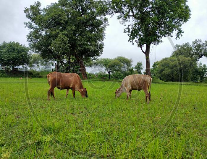 Two Cows Eating Grass Clowdy whether Having Rain Flow wind tree Beautiful neture