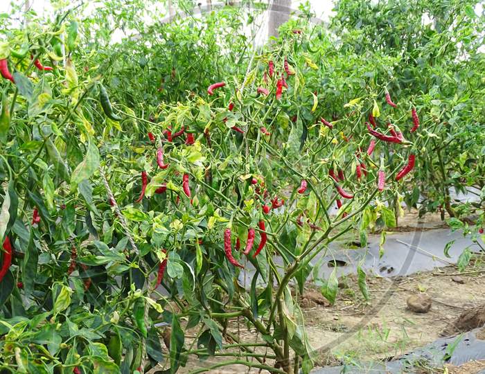 Fresh red chillies on the tree, green leaves. On the tree.