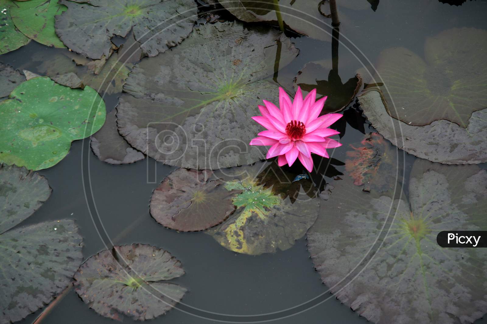 Isolated Pink Lotus