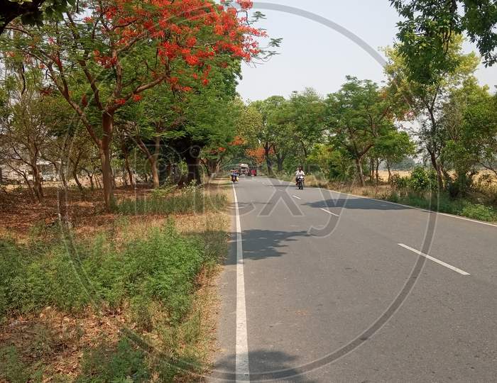 The best Gulmohar and road