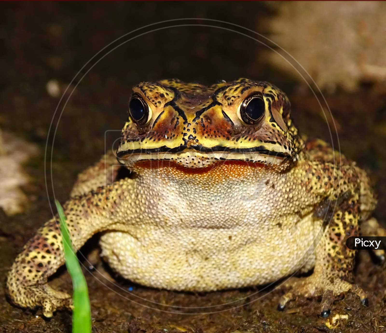 South Asian garden toad (Bufo melanostictus) from Vietnam. frog India water animals.