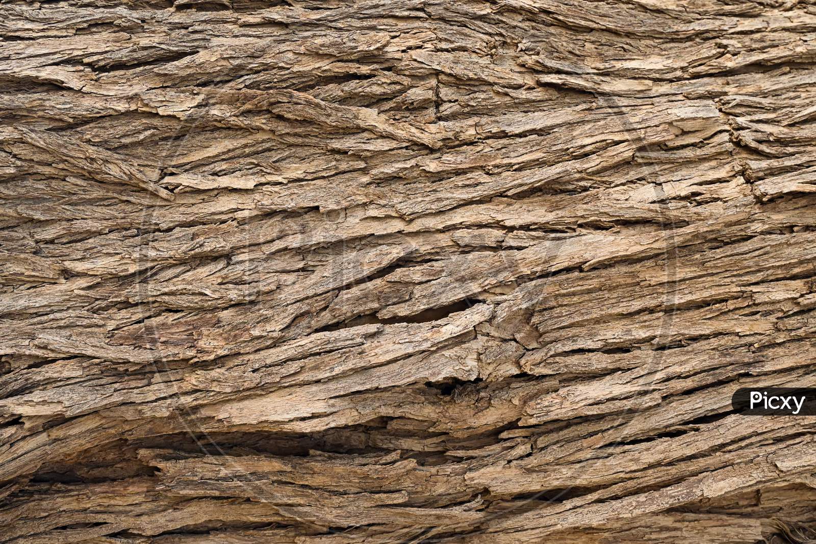 Tree Bark Texture, After Drying The Wood Tree Skin