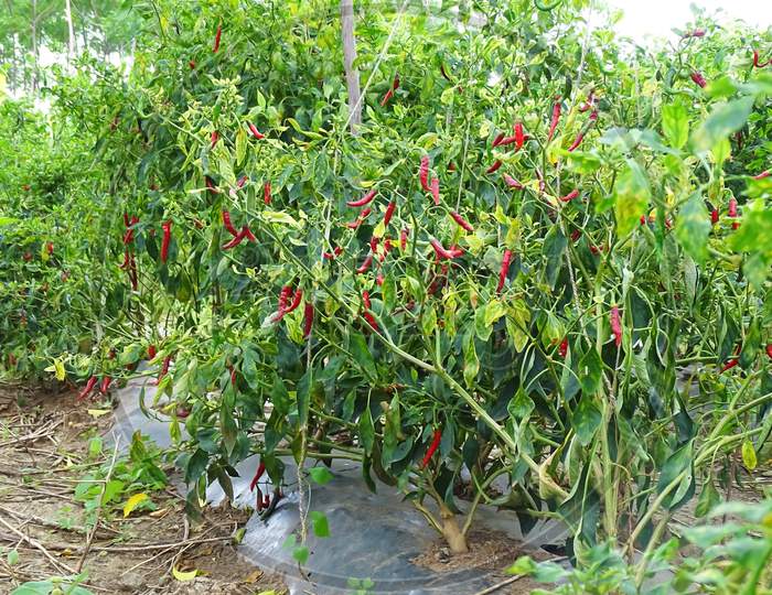 Fresh red chillies on the tree, green leaves. On the tree.