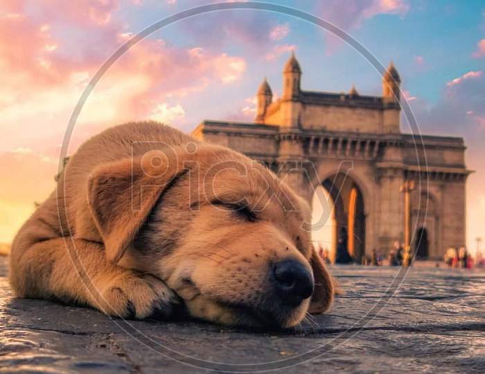 Cute puppy sleeping in front of india gate