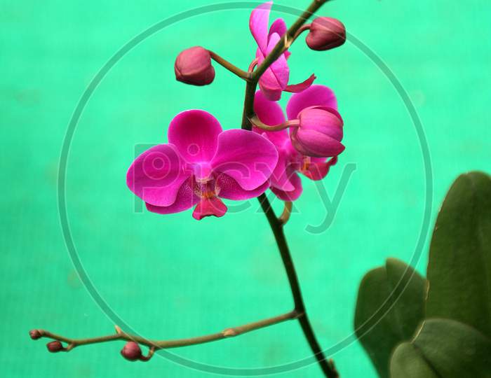 Bunch Of Red Orchid