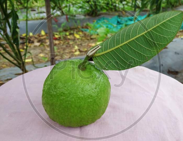 With the leaves of the Peruvian tree.  Accompanied by fresh guava.