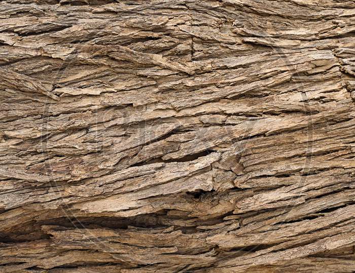 Tree Bark Texture, After Drying The Wood Tree Skin