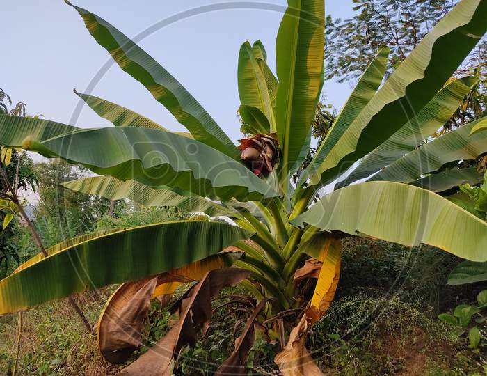 Indian wild banana tree