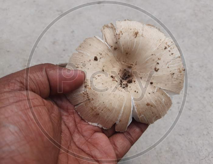 DESI MUSHROOM OR TOADSTOOL FRESH AND TEASTY  YAMMY AGARICUS IS EDIBLE AND POISONOUS SPECIES