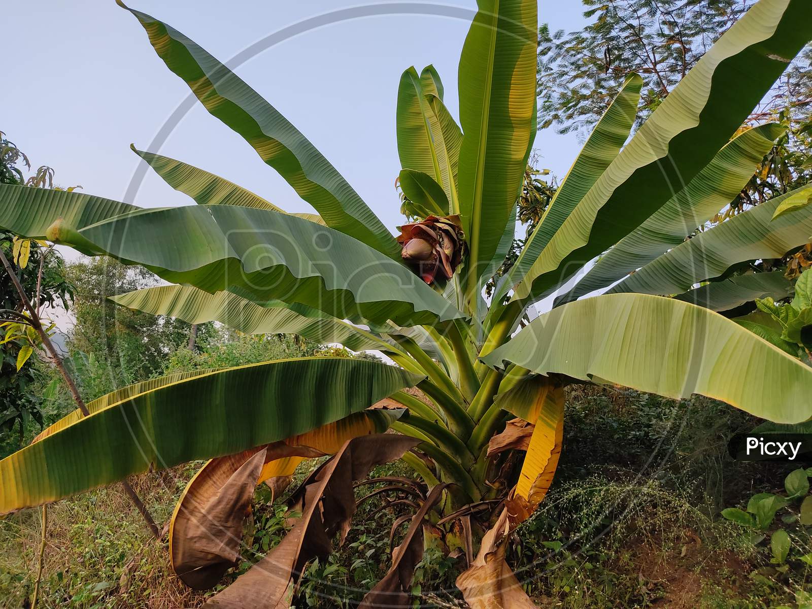 Indian wild banana tree