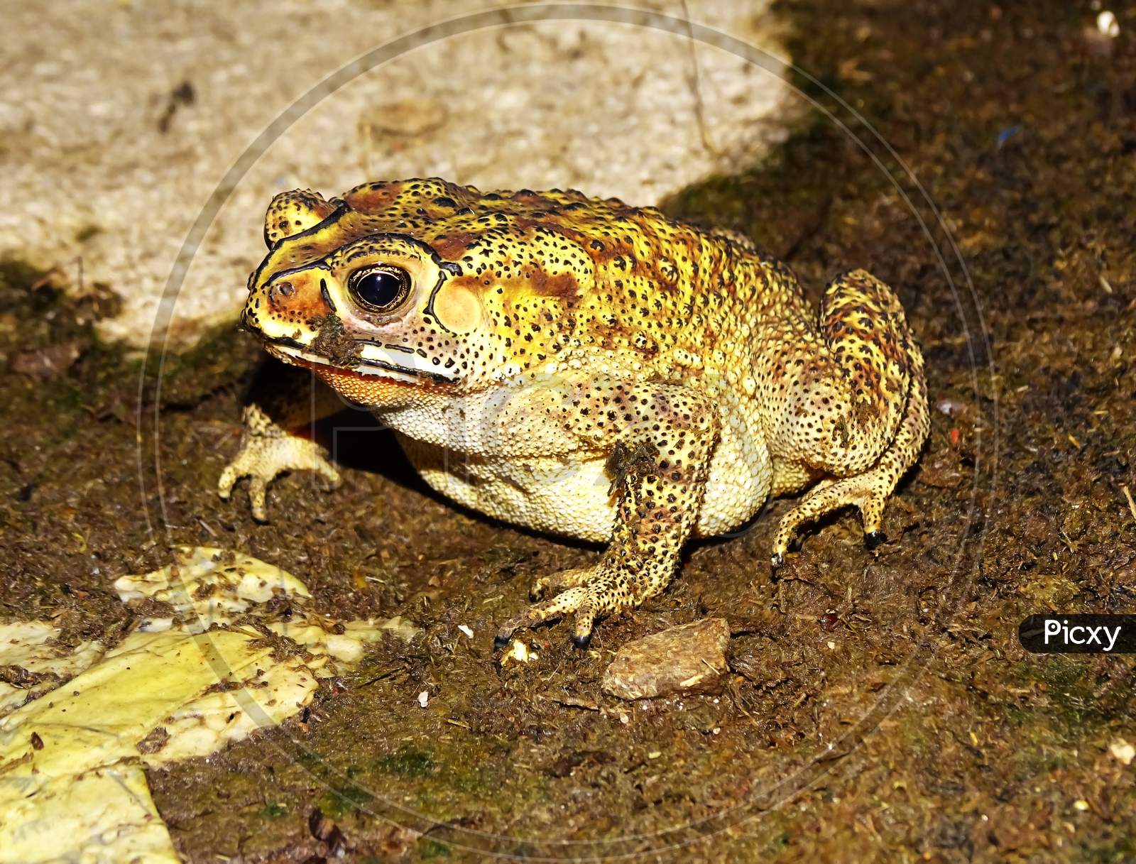 South Asian garden toad (Bufo melanostictus) from Vietnam. frog India water animals.