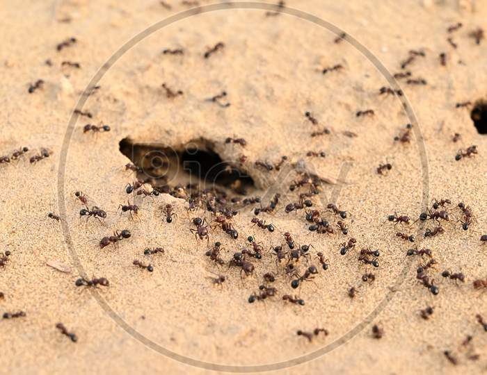 Closeup Photo Of Black Ants Working In The Desert