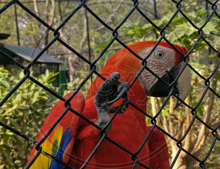 The Macaw Parrot in the cage , At Zoo