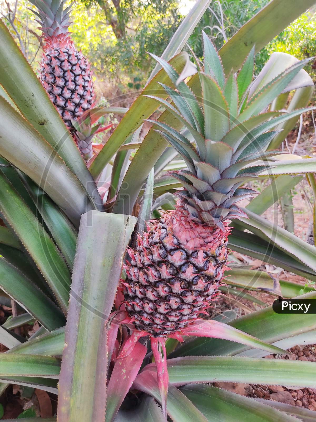 This is indian Pineapple fruit is a testi-juicy fruit.