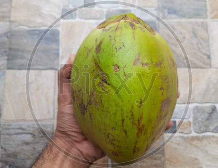 Human Hand Holding one Fresh raw coconut isolated photo