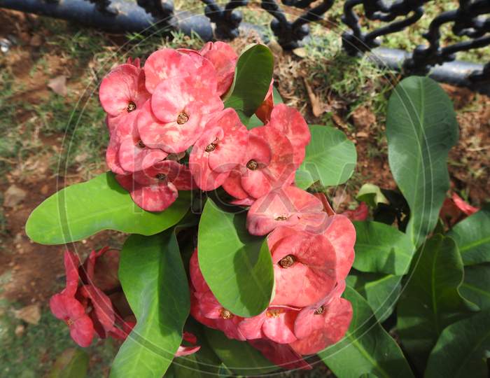 Colorful Red And Pink Color Flowers Of Crow Of Thorns, Euphorbia Roses, Euphorbia Milli Desmoul Are Blooming In The Garden