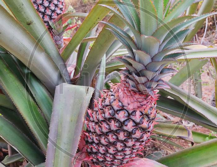 This is indian Pineapple fruit is a testi-juicy fruit.