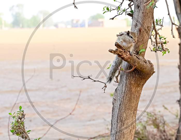 Indian Palm Squirrel Sitting On A Cut Branch Of A Tree