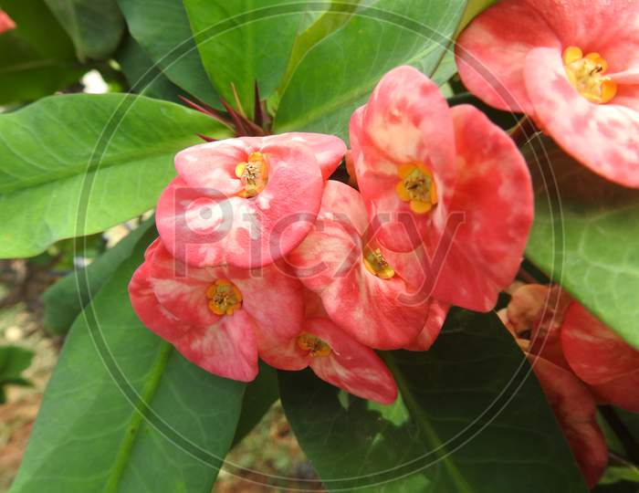 Colorful Red And Pink Color Flowers Of Crow Of Thorns, Euphorbia Roses, Euphorbia Milli Desmoul Are Blooming In The Garden