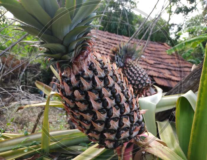 Indian Pineapple is juicy-testi fruit, found in warm-tropical areas.