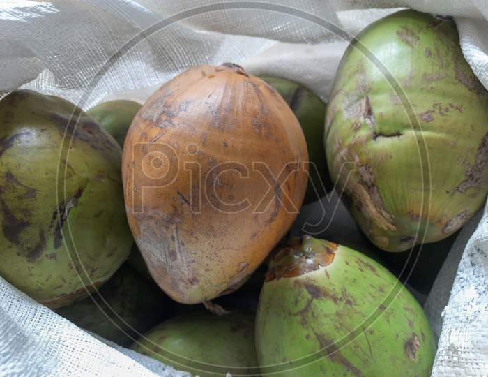 Raw coconut nuts in white plastic bag ready for transport