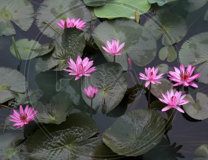 Cluster Of Pink Lotus