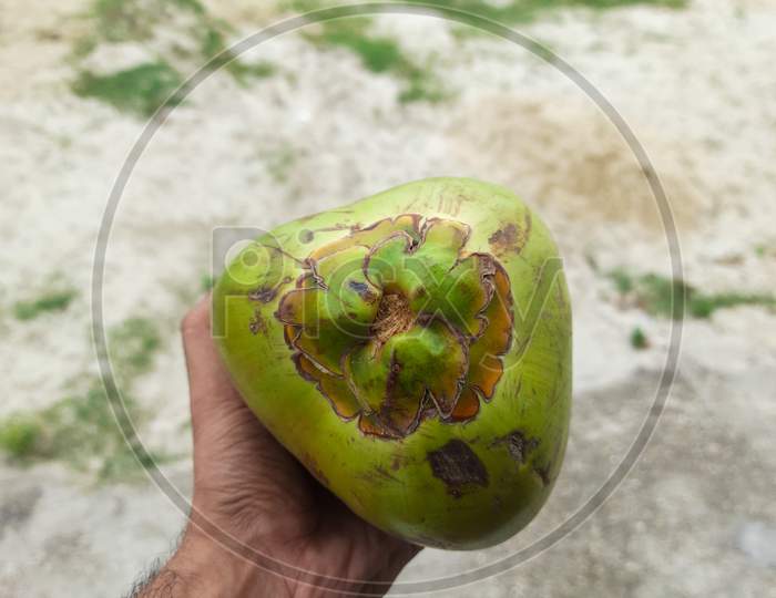 Human Hand Holding one Fresh raw coconut isolated photo