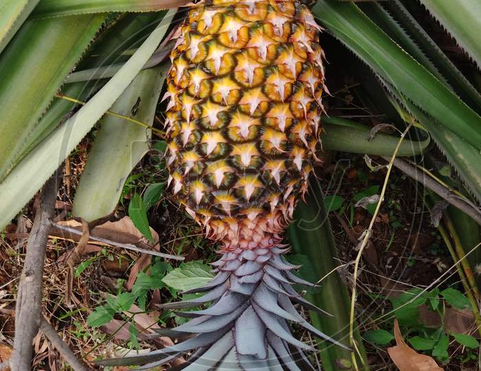 A species of tropical pineapple fruit in India.