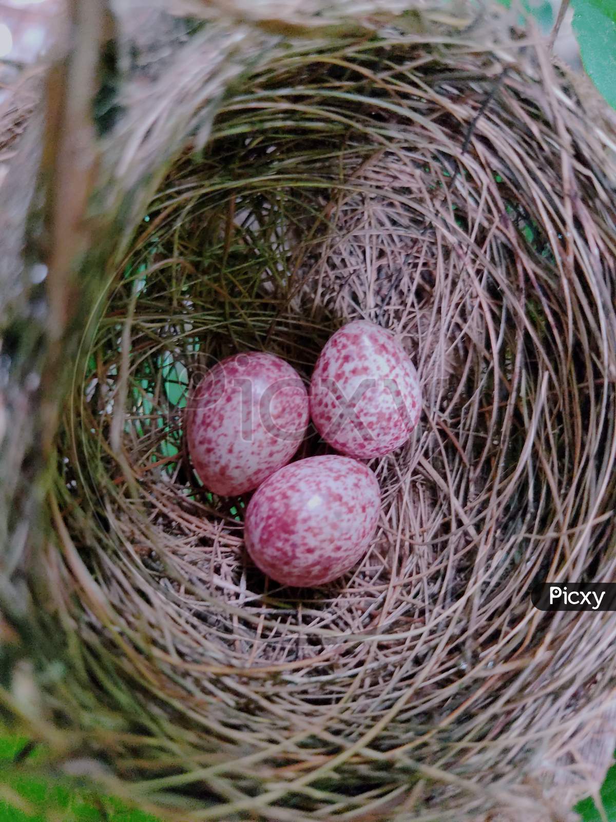Bird's Eggs