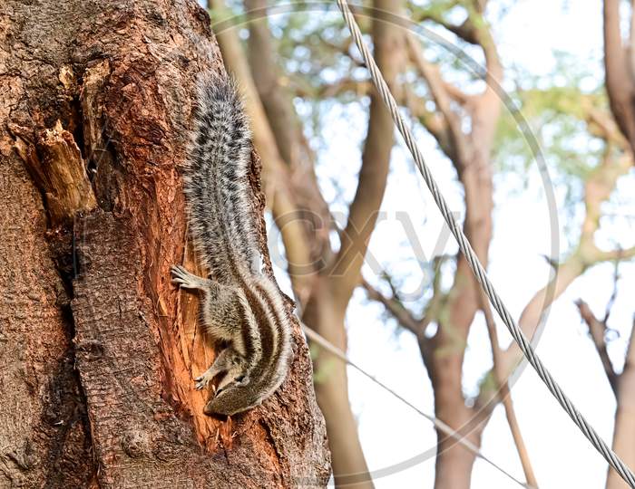 Indian Palm Squirrel Climbing On A Tree Trunk