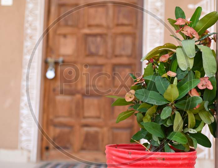 Euphorbia Milli Plant Is Placed In Front Of The Door