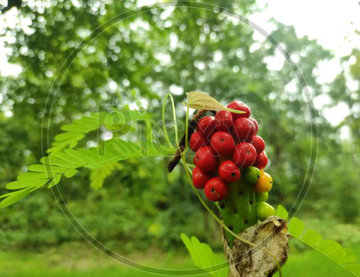 Red fruits in Forest