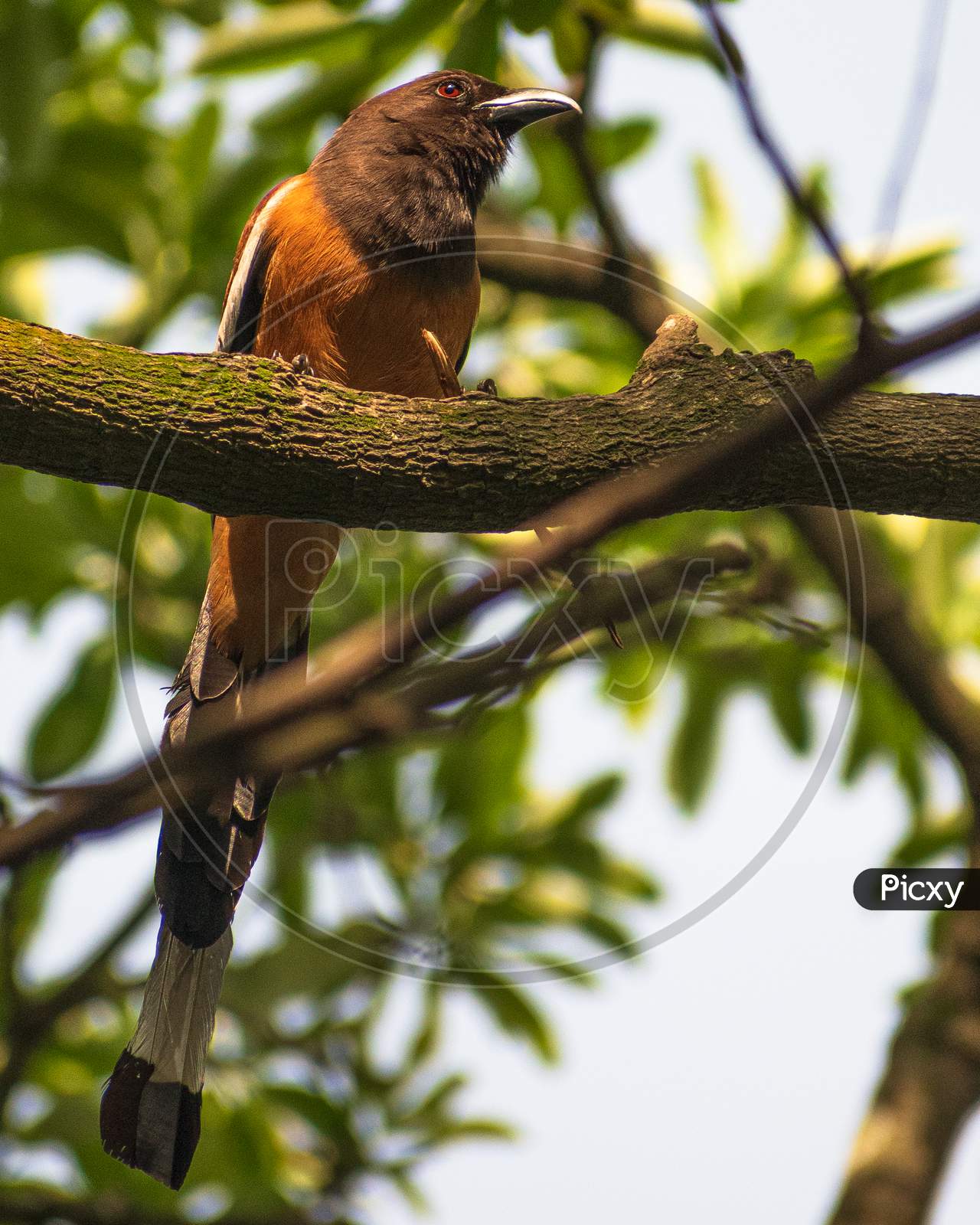 Rufous Treepie perched on a tree.