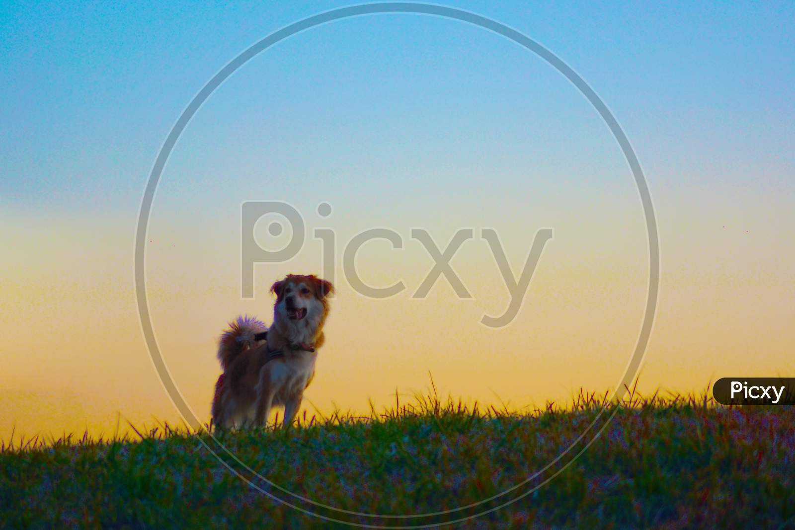 Dog Standing On The Evening Of The Hill (Bright)