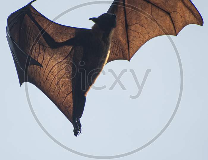 Close-up shot of veins of a Flying Fox or Fruit Bat.