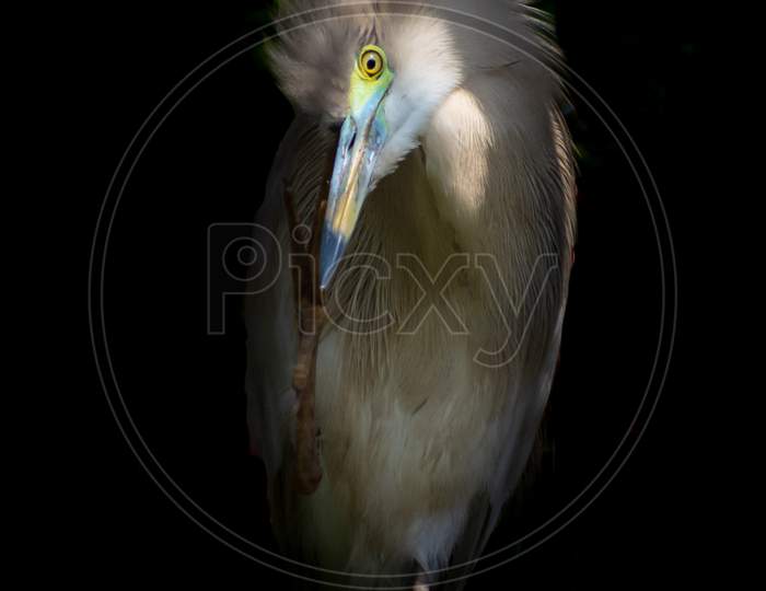 Low-key portrait of a Pond Heron.