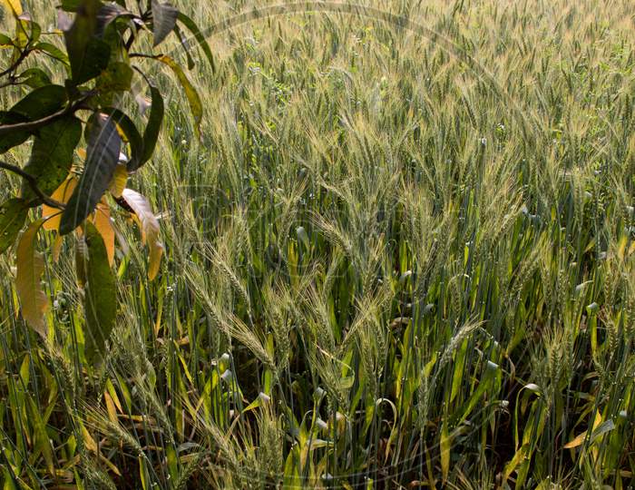 Extensive Wheat Fields. Picture Of The Green Field Of Bengal.