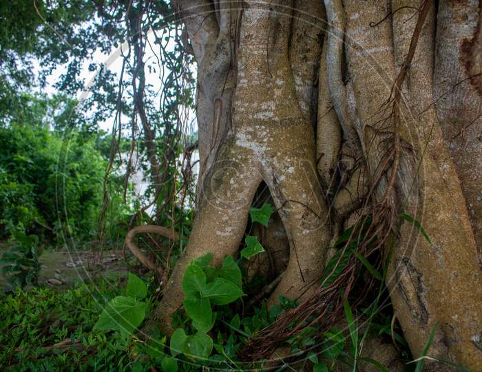 Image Of A Banyan Tree. Pictures Of Wild Trees On The Banks Of The River.