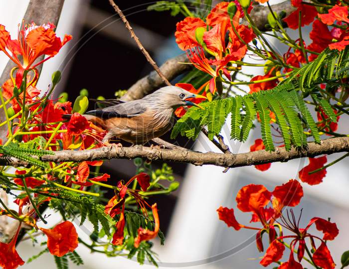 Chestnut tailed starling on a Gulmohar tree.