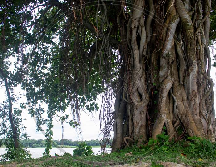 Image Of A Banyan Tree. Pictures Of Wild Trees On The Banks Of The River.