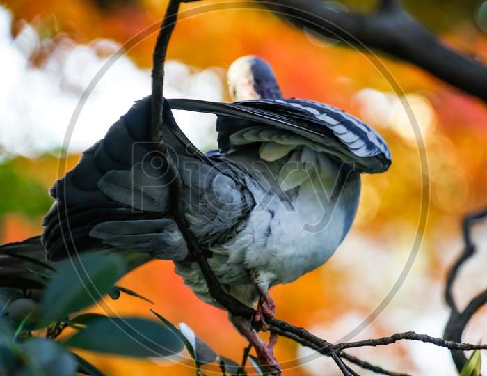 Pigeon And Autumn Leaves Image