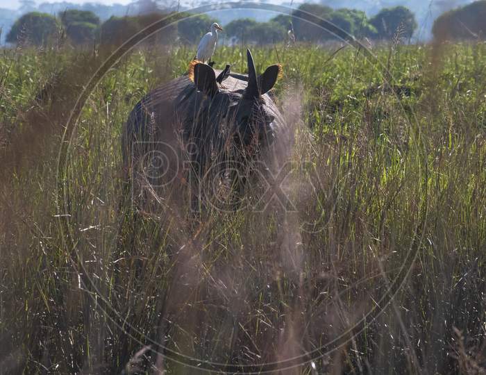 One-horned rhinoceros amidst the tall grass.